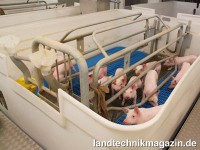 Der Transport der Buchten mit Tieren bei Schippers