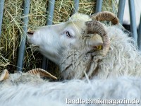 Bei der Patura Viereckraufe für Ziegen und gehör