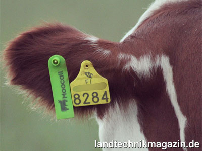 Bild: ... und speziellen RFID-Sender-Ohrmarken für die Kühe. Moocall HEAT ist durch diese Kombination in der Lage neben dem Aufsprungverhalten und der Aktivität des Bullen das individuelle Bewegungsprofil jeder einzelnen Kuh ausgehend vom Bullen zu erfassen und auszuwerten.