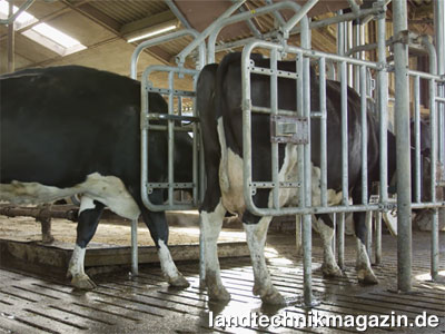 Bild: Die Kuh besucht freiwillig die Hanskamp CowToilet da sie dort ihre tägliche Kraftfutter-Ration erhält.