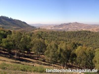 20.000 Hektar Eukalyptus Plantagen bilden die Rohs