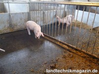 Die Big Dutchman PigT Toilette bietet den Schweine