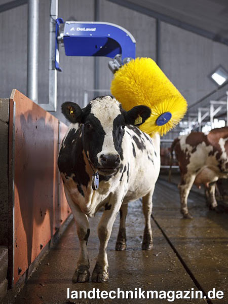 Bild: Die überarbeitete Ausführung der Schwingenden Kuhbürste von DeLaval verbessert mit zwei separaten Drehpunkten den Scheuerwinkel für die Kühe und verfügt über einen einzigartigen Sicherheitsmechanismus zum Schutz von Tier und Mensch.