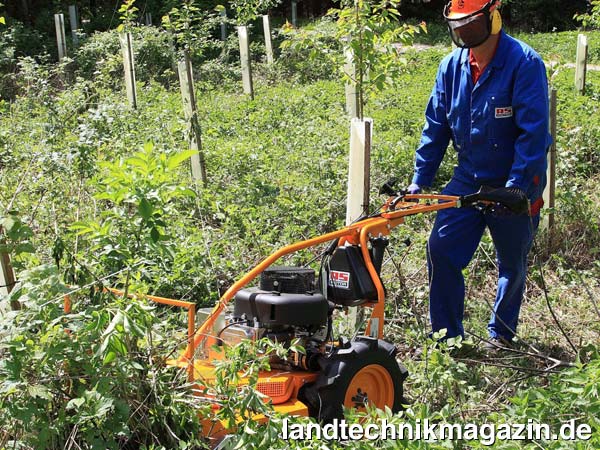 lSpeziell für die Jungwaldpflege hat AS-Motor den neuen AS 65 Scout auf Basis des bekannten Wiesen- und Gestrüppmähers AS 65 Allmäher entwickelt.