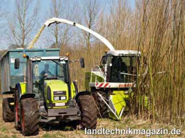 lStarker Häcksler: Selbst dickere Hölzer verarbeitete der JAGUAR mühelos zu Holzhackschnitzeln – hier eine Demonstration auf einer Holzplantage in der Nähe von Brügge in Belgien.