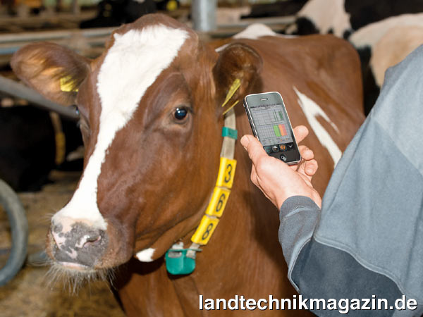 XL-Bild: Die Transponder sind in einem GEA CowView Gehäuse am Hals der Tiere befestigt, das den internationalen Sicherheitsstandard IP69K erfüllt und äußeren Kräften von über 30g standhält. Sie übermitteln Standort und Aktivität der einzelnen Tiere über stationäre Sensoren, wahlweise an einen PC, ein Tablet oder Smartphone. Landwirte können sich die Daten auf dem Endgerät in einem benutzerfreundlichen Format anzeigen lassen und erhalten auf einen Blick alle wichtigen Informationen zu ihrer Herde. Bild: GEA Farm Technologies.