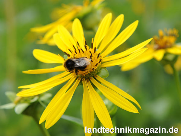XLBild 3 Die Durchwachsene Silphie ist eine in Nordamerika