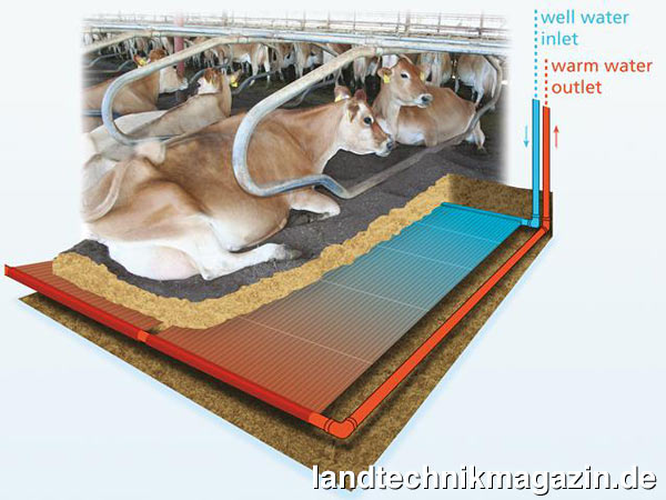 lBei GEA Conductive Cooling sind unter den Liegeflächen in Freilaufställen Wärmetauscher mit einem dazu gehörigem geschlossenen Wasserkreislauf angeordnet. Euter und Bauchunterseite der Kuh agieren mit Hilfe des Systems als Kühler, die das Blut beständig kühlen, während es durch den Körper zirkuliert.