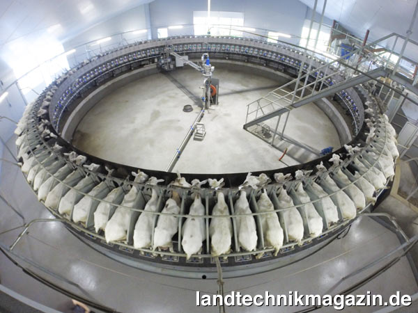 lBeim Dairymaster Swiftflo Ziegenkarussell sollen Ansetzraten von unter 2,5 Sekunden pro Tierplatz erreicht werden, was es ermöglichen soll, bis zu 1.300 Ziegen pro Stunde zu melken. Das mit einer EuroTier Goldmedaille ausgezeichnete Dairymaster Swiftflo Ziegenkarussell bietet neben hohen Durchsatzraten auch optimalen Komfort für Mensch und Tier.