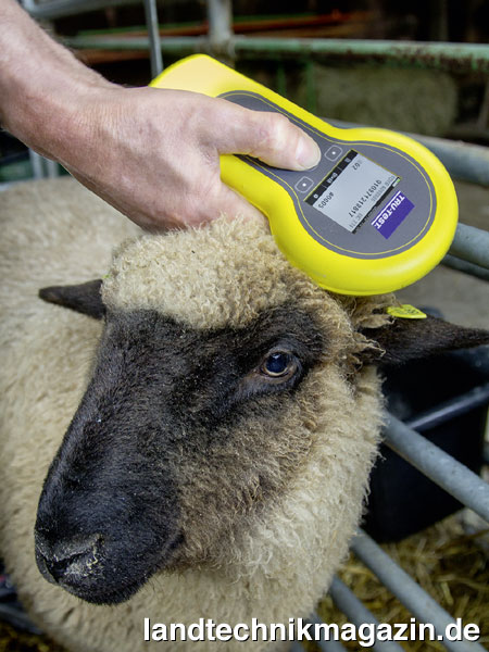 lDas neue Patura Hand-Lesegerät ERS erlaubt das berührungslose Auslesen elektronischer Ohrmarken bei Schafen.
