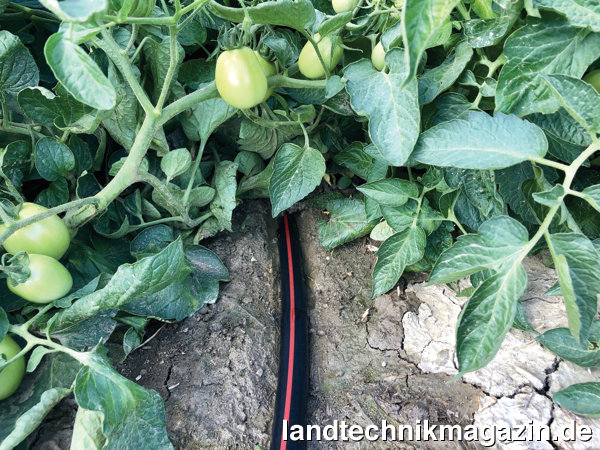 Bild: EIMA Technical Innovation 20 21: Rivulis, X-Pell – Tropfleitung mit Insektizidbeimischung.