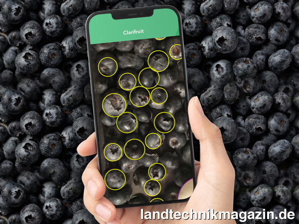 XL-Bild: Mit der Clarifruit-App kann beispielsweise die Qualität beim Anbau von Blaubeeren kontrolliert werden.